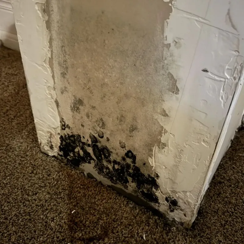 Professional Mold Removal in Green River, WY